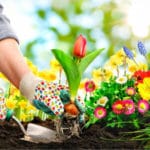 How To Solve Common Gardening Problems