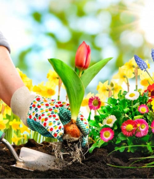 How To Solve Common Gardening Problems